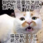 櫻飛堇舞