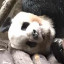 LXYBIG