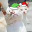 猫肉丸子