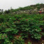 Zhangguiqin65
