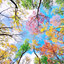 leafall